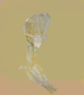 Spes_c-print silikonmonterad på glas_67x59cm 2023